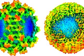 Virus klíšťovky není tak dokonale odolný, jak si vědci dlouho mysleli
